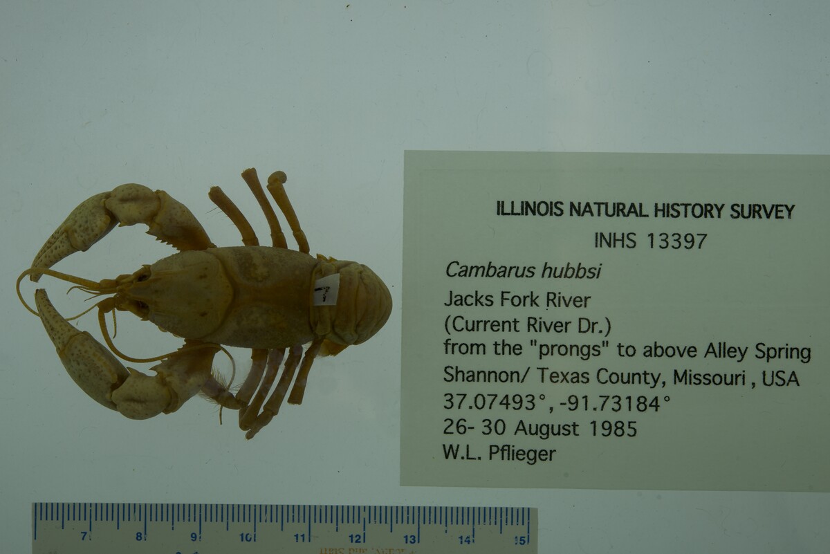 Cambarus hubbsi image